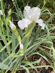 Plant name: Bearded Iris Iris  
